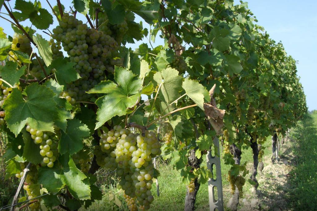 Cascina Tabachera X10 Country House Sirmione Garda Lake Pozzolengo Dış mekan fotoğraf